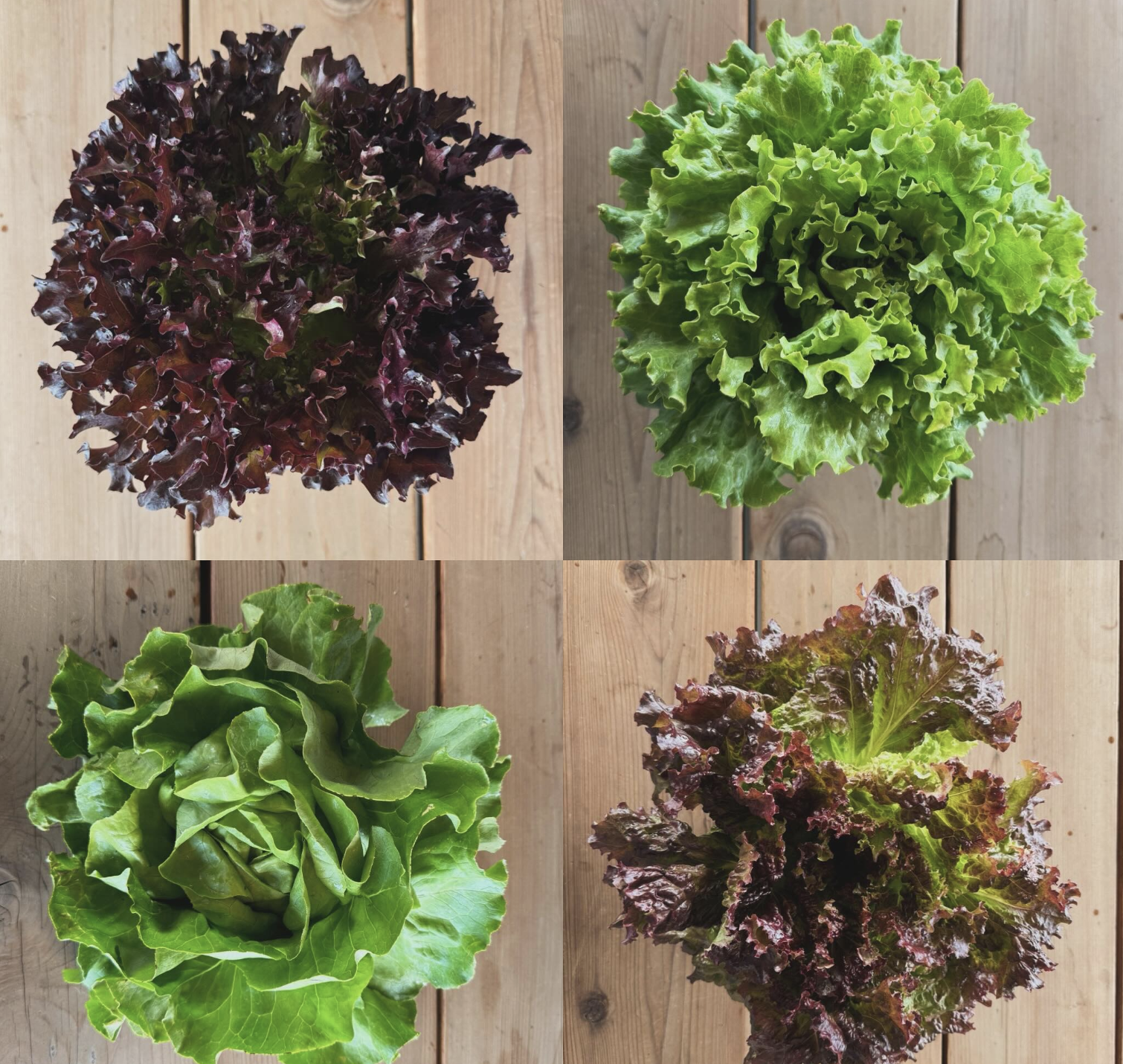 Fall harvest varieties